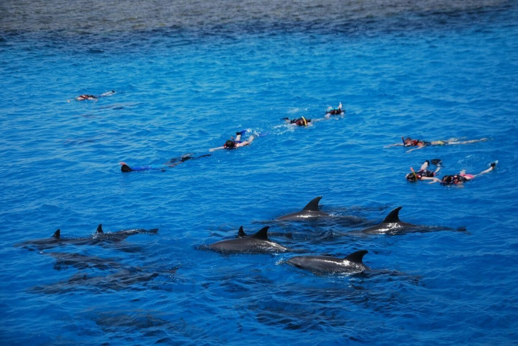 Bootstour zum Dolphin House Hurghada – Delfine beobachten