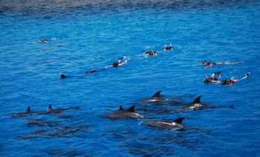 marsa alam delfine riff