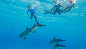 Marsa Alam Delfin Tour