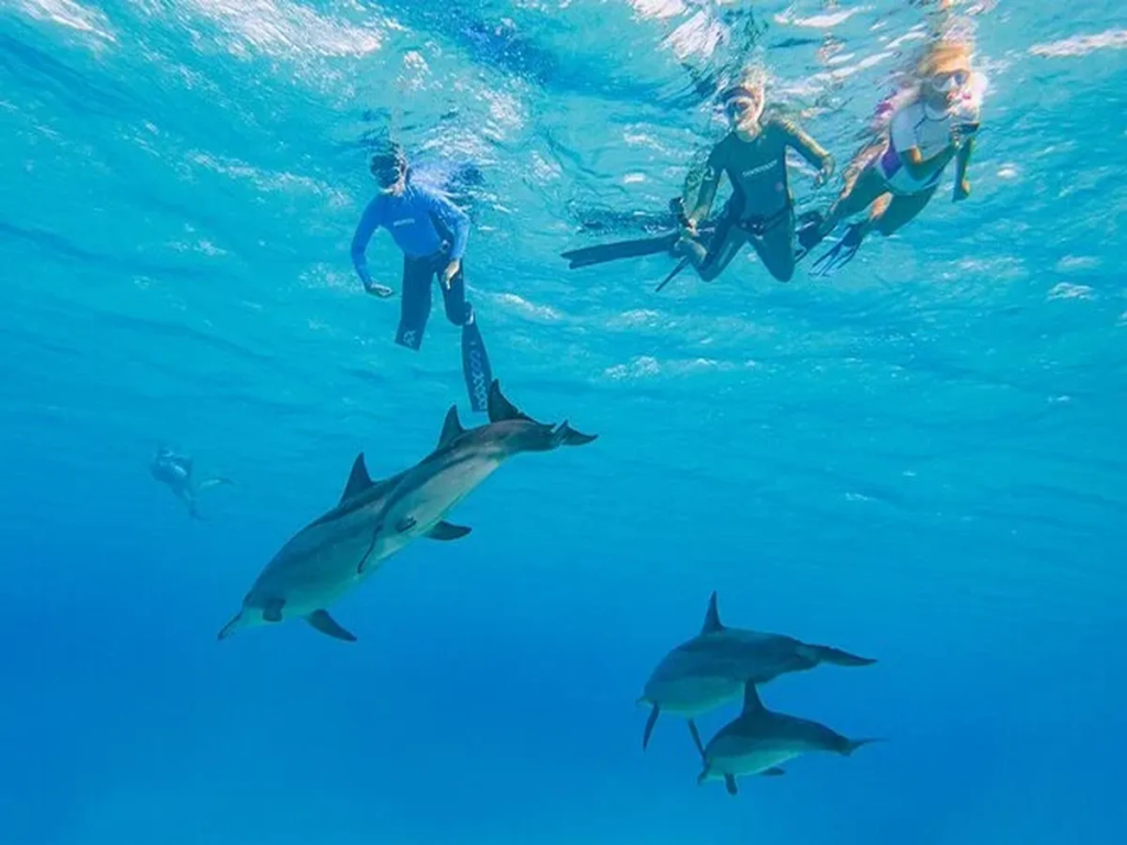 Delfinschwimmen in Hurghada im Summer