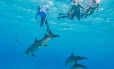 Delfinschwimmen in Hurghada im Summer