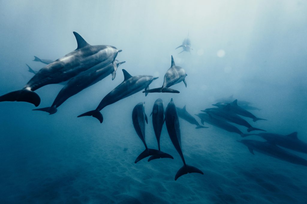 Delfin Ausflug Hurghada – Bootstour zu Delfinen