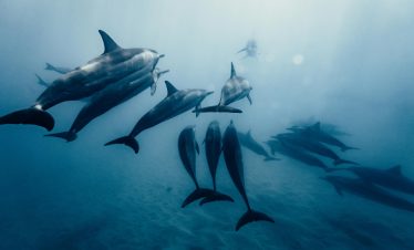 Delfin Ausflug Hurghada – Bootstour zu Delfinen