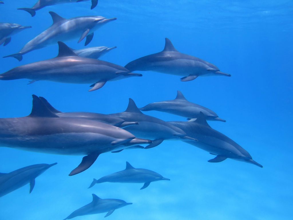 marsa alam delfine