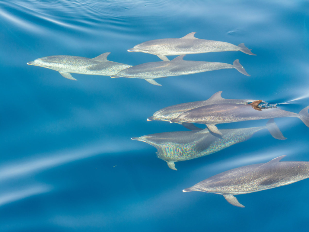Familienfreundliches Delfinschwimmen in Hurghada im Winter