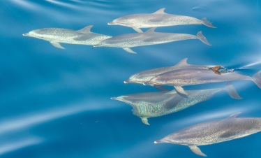 Familienfreundliches Delfinschwimmen in Hurghada im Winter
