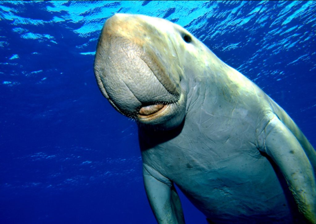 Dugong in Ägypten im Roten Meer beim Schwimmen