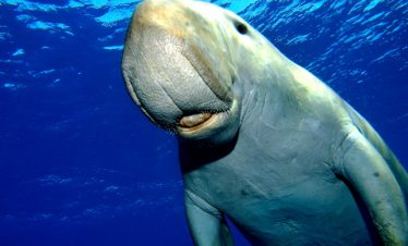 Dugong in Ägypten im Roten Meer beim Schwimmen