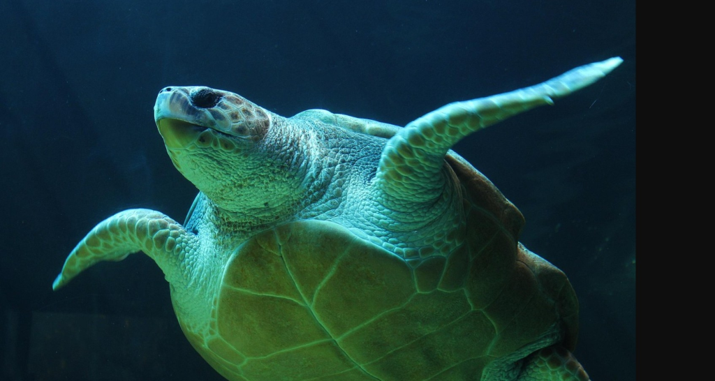 Schildkröten Ausflug in Hurghada im Roten Meer