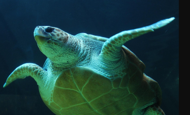 Schildkröten Ausflug in Hurghada im Roten Meer