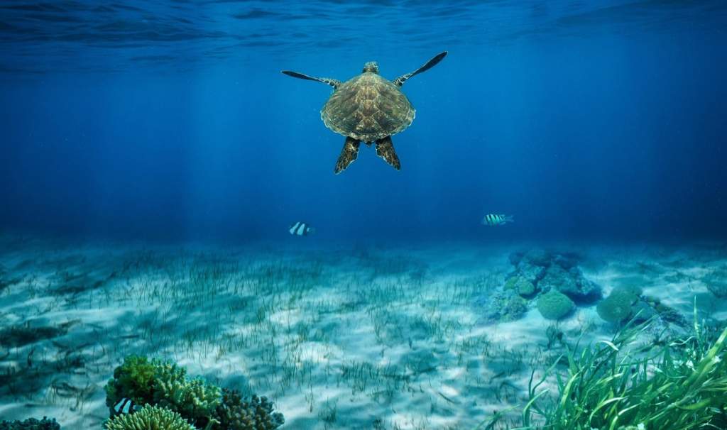 Schildkröten Hurghada