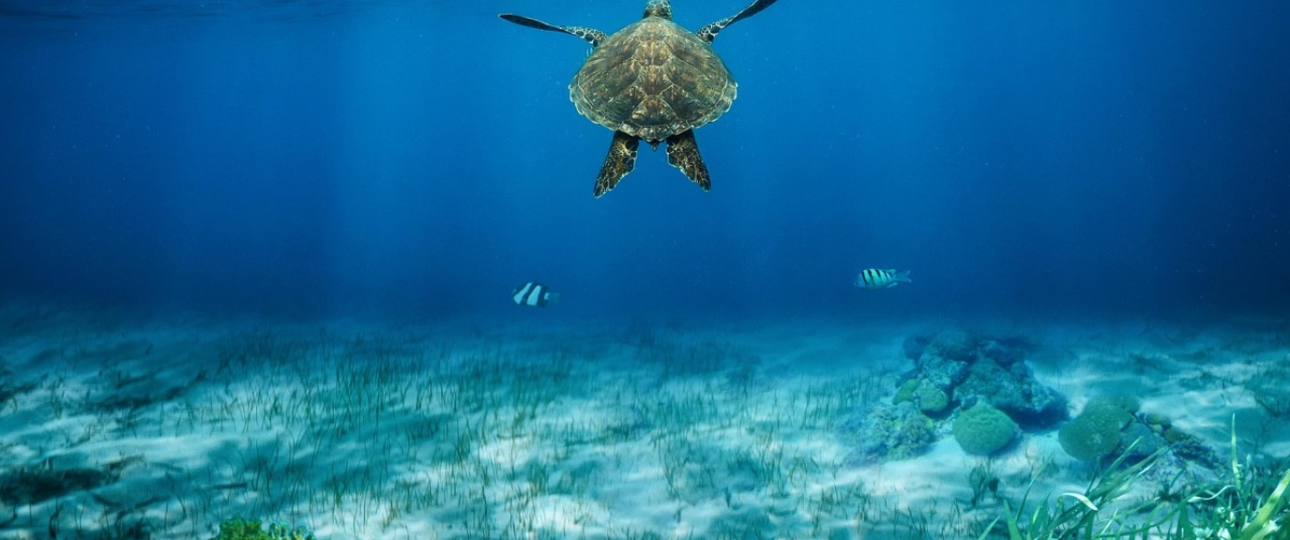 Schildkröten Hurghada