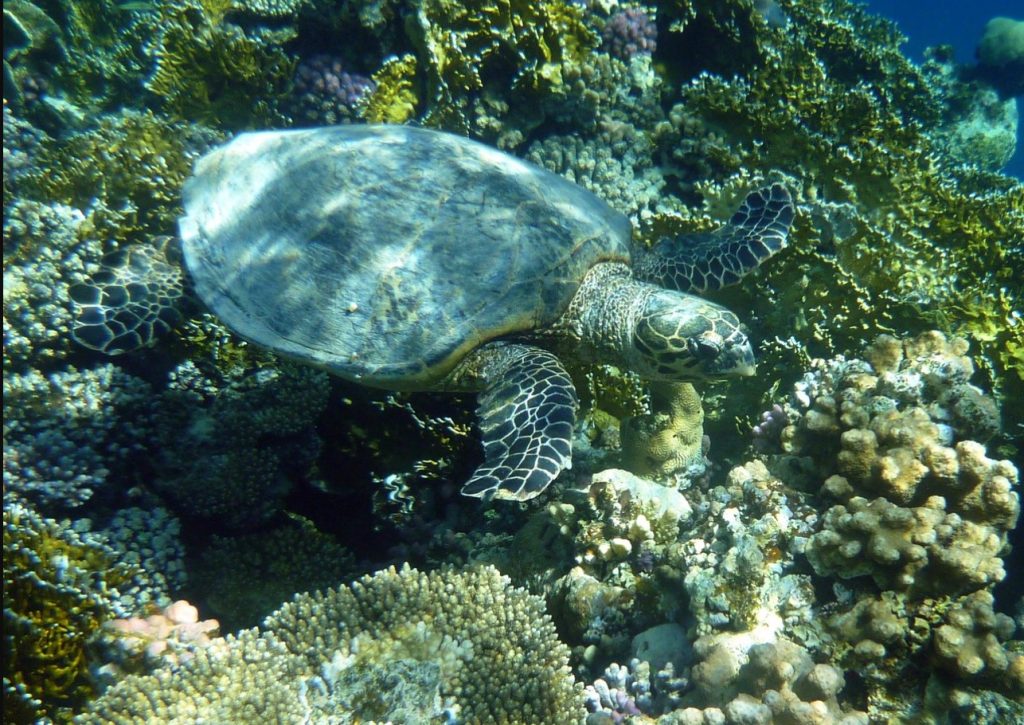 Meeresschildkröten in Hurghada im Roten Meer