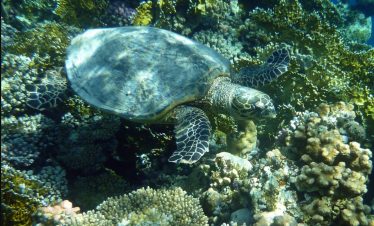 Meeresschildkröten in Hurghada im Roten Meer