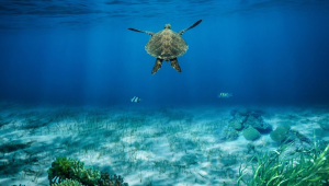 Schildkröten Hurghada