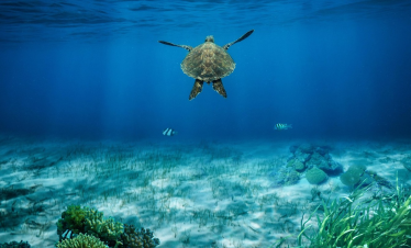 Schildkröten Hurghada