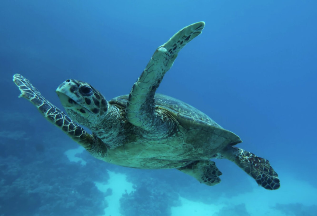 Schildkröten Tour Abu Dabbab im Roten Meer in Ägypten