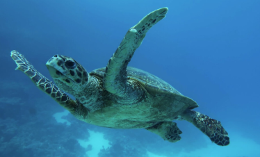 Schildkröten Tour Abu Dabbab im Roten Meer in Ägypten