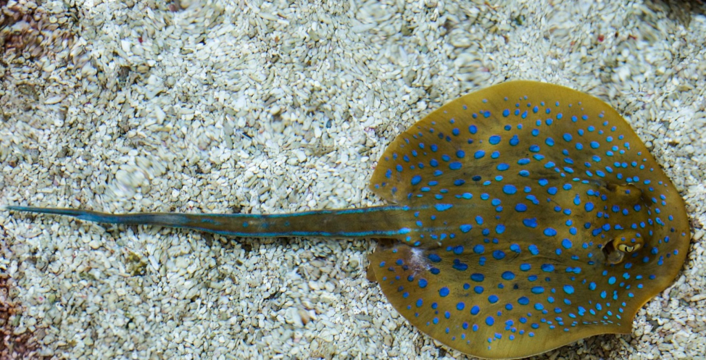 Schnorcheln in Hurghada an den Korallenriffen des Roten Meeres