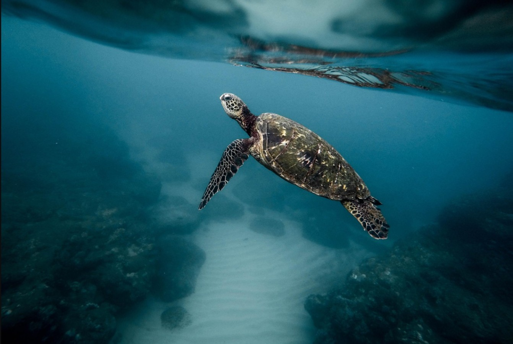 Schwimmen mit Schildkröten im Roten Meer in Ägypten