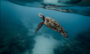 Schwimmen mit Schildkröten im Roten Meer in Ägypten