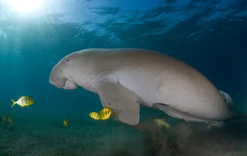 Seekühe in Ägypten beim Schwimmen im klaren Roten Meer