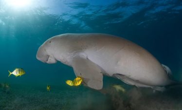 Seekühe in Ägypten beim Schwimmen im klaren Roten Meer