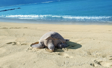 Grüne Meeresschildkröten in Hurghada im Roten Meer