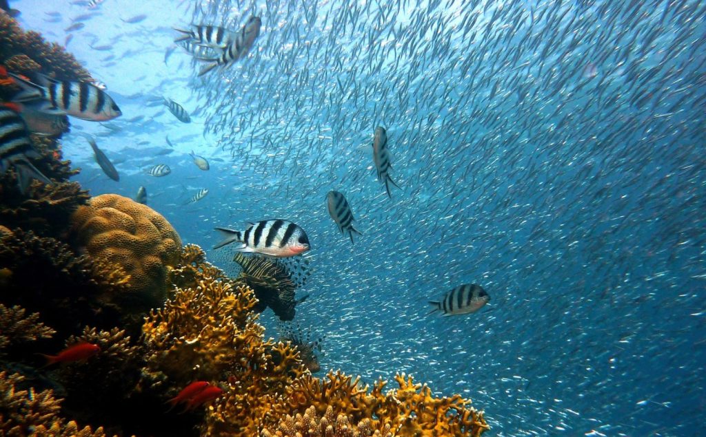 Schnorcheln in Hurghada im klaren Wasser des Roten Meeres