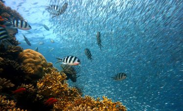 Schnorcheln in Hurghada im klaren Wasser des Roten Meeres